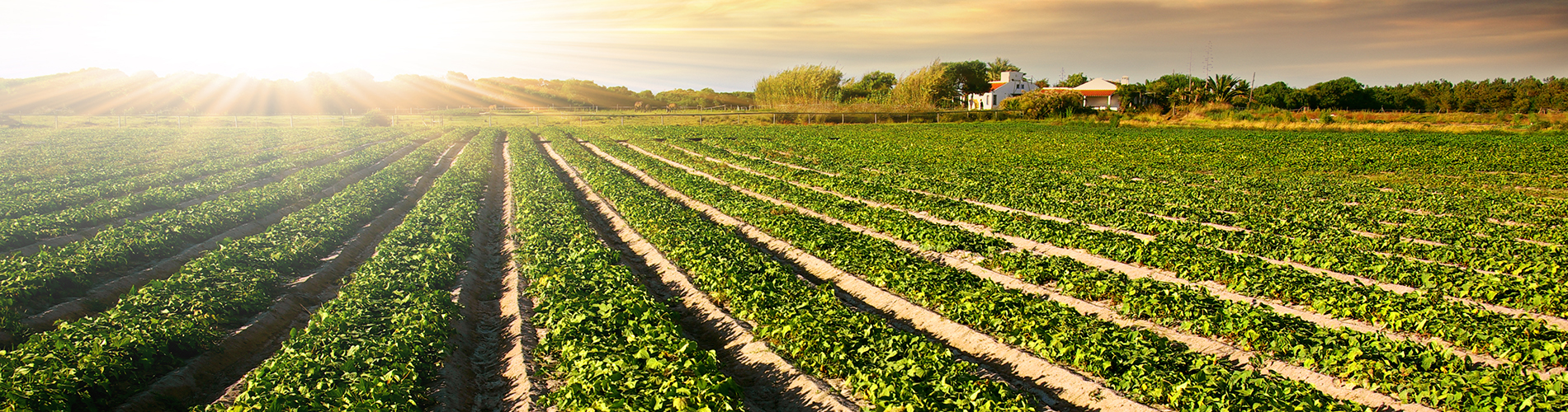 Systematic Organic Cultivation