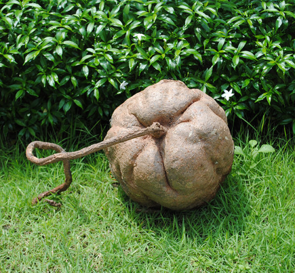 History of Pueraria Mirifica The Amazing Thai Herb